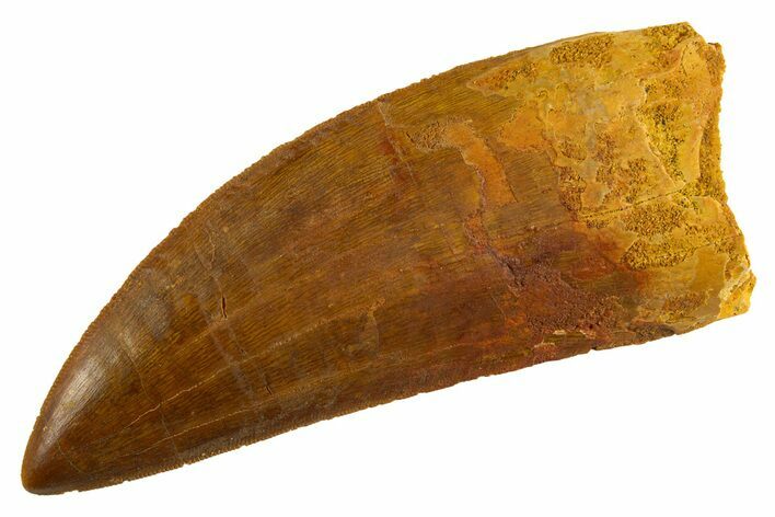 Serrated Carcharodontosaurus Tooth - Huge Dinosaur Tooth #314863